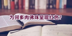 为何多肉佛珠呈现红色？