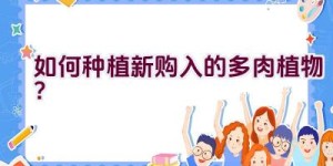 如何种植新购入的多肉植物？
