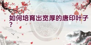 如何培育出宽厚的唐印叶子？