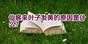 仙客来叶子发黄的原因是什么？