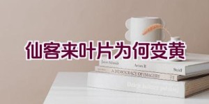 仙客来叶片为何变黄