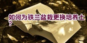 如何为铁兰盆栽更换培养土？