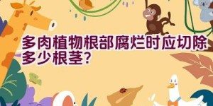 多肉植物根部腐烂时应切除多少根茎？