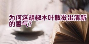 为何这胡椒木叶散发出清新的香气？