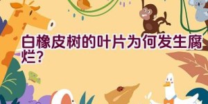 白橡皮树的叶片为何发生腐烂？