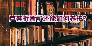 芦荟折断了还能如何养护？