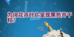 为何花卉叶片呈现黑色并干枯？