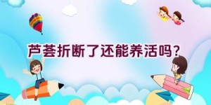 芦荟折断了还能养活吗？