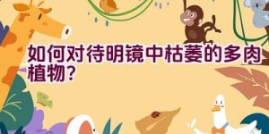 如何对待明镜中枯萎的多肉植物？