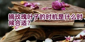 摘玫瑰叶子的时机是什么时候合适？