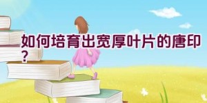 如何培育出宽厚叶片的唐印？