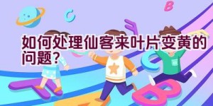 如何处理仙客来叶片变黄的问题？
