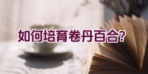 如何培育卷丹百合？