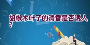 胡椒木叶子的清香是否诱人？