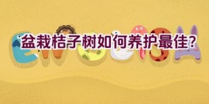 盆栽桔子树如何养护最佳？