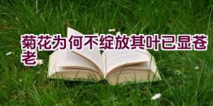 菊花为何不绽放其叶已显苍老