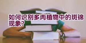 如何识别多肉植物中的斑锦现象？