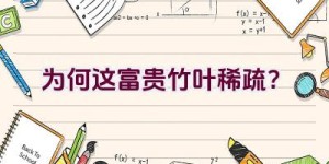 为何这富贵竹叶稀疏？