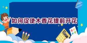 如何促使木香花提前开花