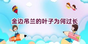 金边吊兰的叶子为何过长