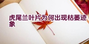 虎尾兰叶片为何出现枯萎迹象