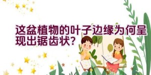 这盆植物的叶子边缘为何呈现出锯齿状？