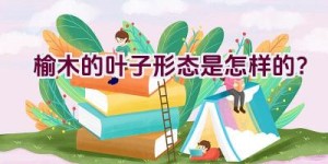 榆木的叶子形态是怎样的？