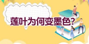 莲叶为何变墨色？