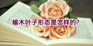 榆木叶子形态是怎样的？