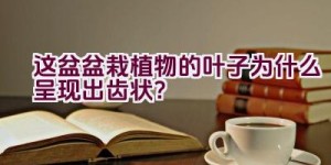 这盆盆栽植物的叶子为什么呈现出齿状？