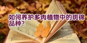 如何养护多肉植物中的斑锦品种？