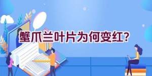 蟹爪兰叶片为何变红？