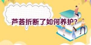 芦荟折断了如何养护？
