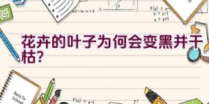 花卉的叶子为何会变黑并干枯？