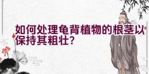 如何处理龟背植物的根茎以保持其粗壮？