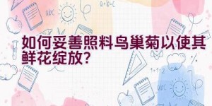 如何妥善照料鸟巢菊以使其鲜花绽放？