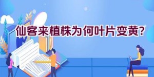 仙客来植株为何叶片变黄？