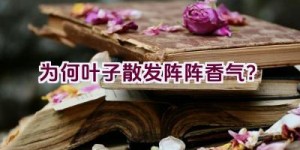 为何叶子散发阵阵香气？