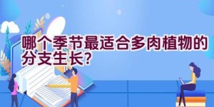 哪个季节最适合多肉植物的分支生长？