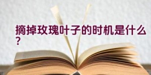 摘掉玫瑰叶子的时机是什么？