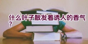 什么叶子散发着诱人的香气？