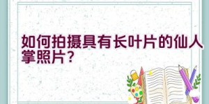 如何拍摄具有长叶片的仙人掌照片？