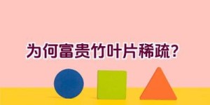 “为何富贵竹叶片稀疏？”