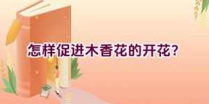 怎样促进木香花的开花？