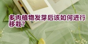 多肉植物发芽后该如何进行移栽？