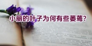 小丽的叶子为何有些萎蔫？