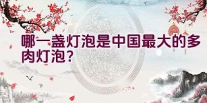 哪一盏灯泡是中国最大的多肉灯泡？
