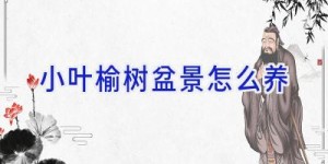 小叶榆树盆景怎么养