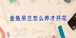 金鱼吊兰怎么养才开花