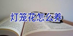 灯笼花怎么养